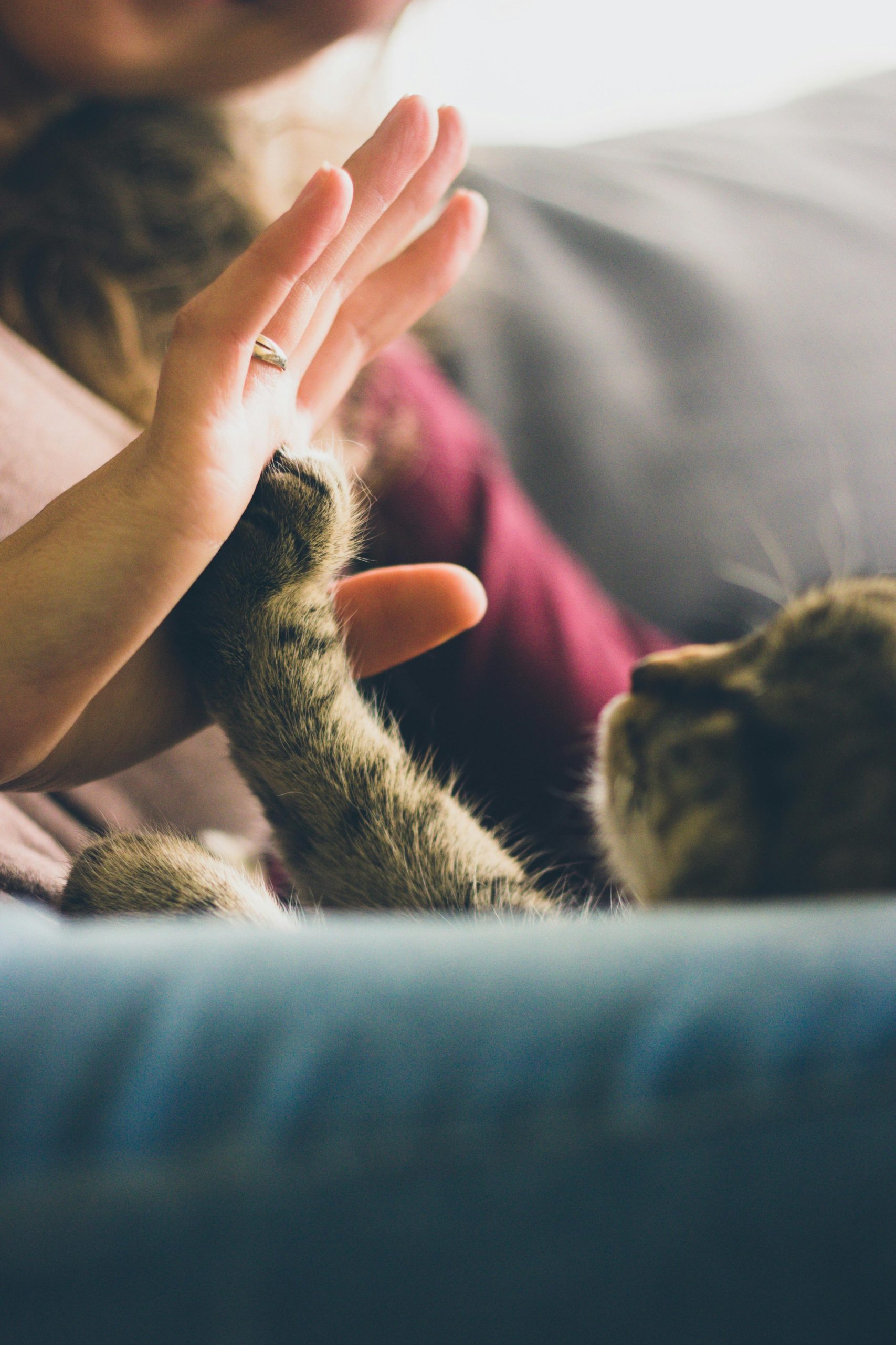 Complicidad humano gato