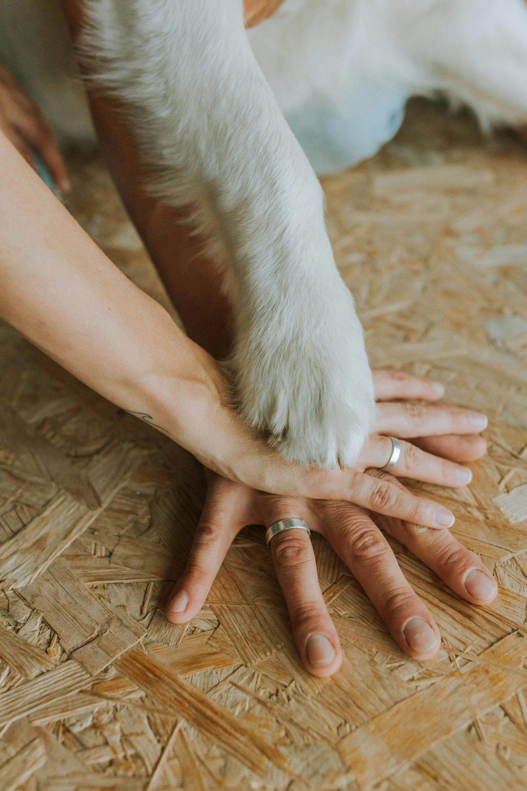 Complicidad humano perro